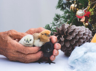 hand protecting cute little fluffy feather chicken on christmas decorationw background. newborn chick in protection and love, design and decorative work. comfort warm relationship.