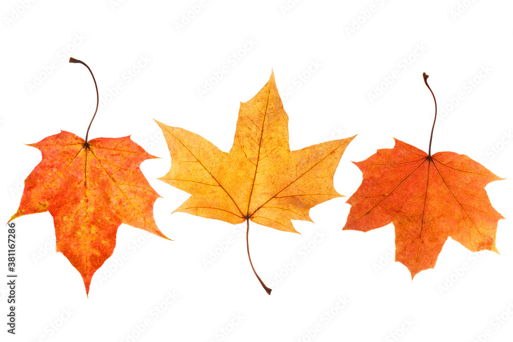 Canvas Prints three natural maple leaves isolated on white background