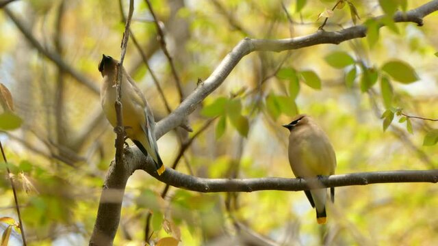 Pair of twin lookalike cedar waxwing birds with striking colored feather features 