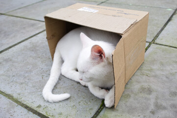 White cat in a cardboard box