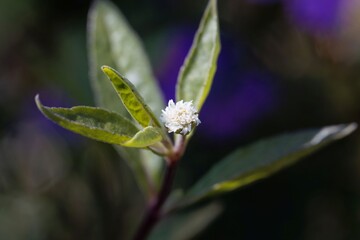 Flower of a false daisy or yerba de tago plant, Eclipta alba