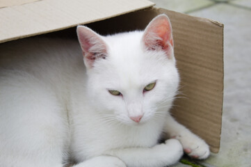 White cat in a cardboard box