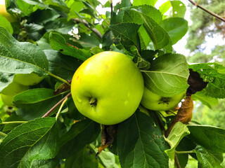 a green, round, ripe and juicy apple is seen on a tree branch. the fruit of the apple tree is hidden behind small green leaves. apple for making jam, compote. raw food
