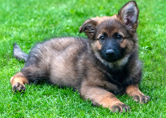 german shephed alsatian puppy