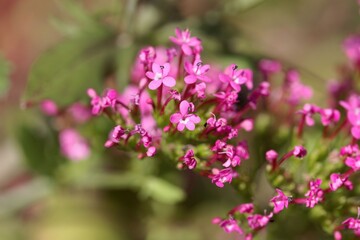Flower of a long-spurred valerian, Centranthus macrosiphon