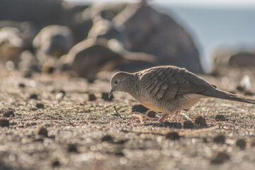 Spotted Dove