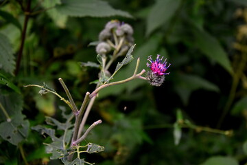 common burdock in blossom