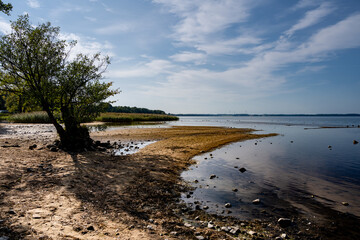 A tree close to a beautiful lake. Blue sky and water in the background. Picture from Ringsjon in the Malmo area in southern Sweden