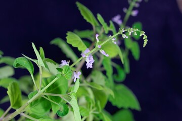 Flower of a Plectranthus ernstii plant