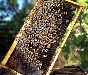honey harvest from beehives, bees in honeycombs. organic honey, from pine and other flowers