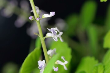 Flower of a Plectranthus ernstii plant
