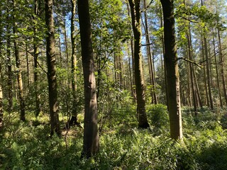 Fototapeta premium Woodland, with the sun shining between the trees near, Blubberhouses, Otley, UK