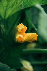 yellow flower in the garden