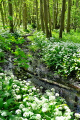 Bärlauchwald