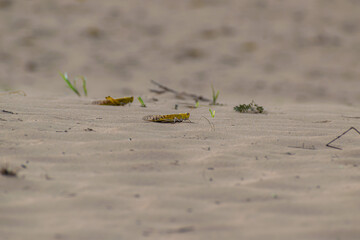 close up of a migratory locust swarm in deserts of india