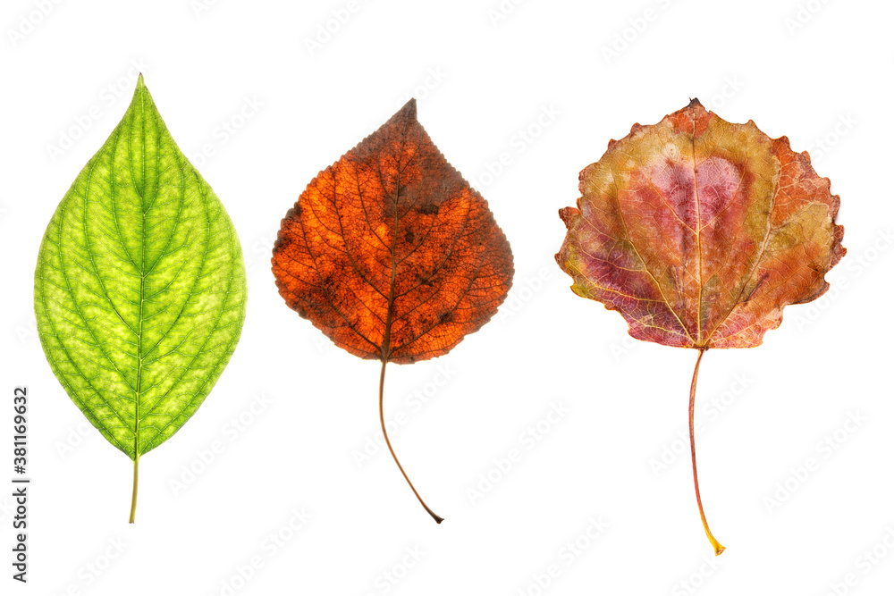 Canvas Prints three natural maple leaves isolated on white background