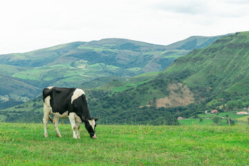 vaca pastando en la alta montaña