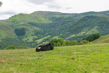 vaca pastando en la alta montaña