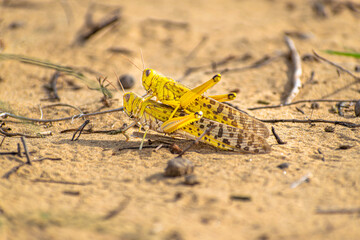 close up of a migratory locust swarm in deserts of india