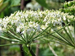 close up of white flower