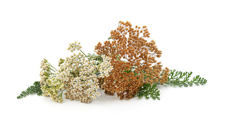 Fresh and dried yarrow flowers.