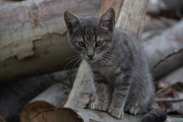Obraz na płótnie Canvas grey cat sitting on a cutted tree