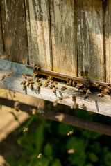 A close-up view of the working bees bringing flower pollen to the hive on its paws. Honey is a beekeeping product. Bee honey is collected in beautiful yellow honeycombs.