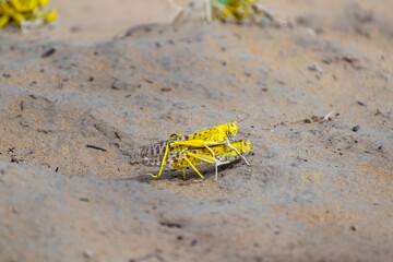 close up of a migratory locust swarm in deserts of india