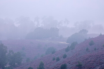 pink heather hills in dense fog