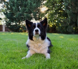 Portrait of Border Collie being Serious while Lying Down in the Grass in the Garden. Black and White Domestic Dog being Outside.