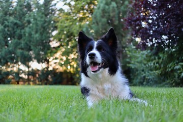 Portrait of Beautiful Border Collie Lying on Grass in the Garden. Black and White Dog being Cute Outside. Furry Animal with Smile on its Face.