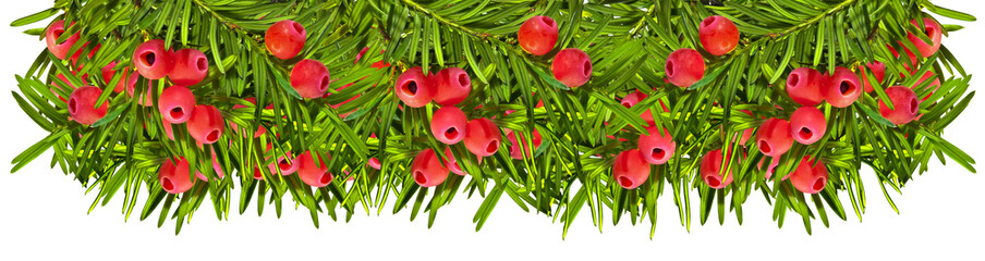 Yew twigs with red berries isolated in row
