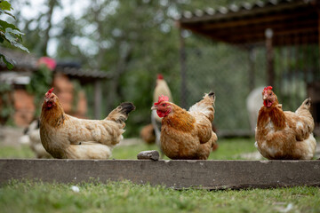 Several red, farm chickens eating some corn in the countryside. Farming and Pet Concept.