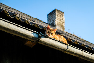 A beautiful ginger cat sits on the roof in a rain gutter in the summer, selective focus