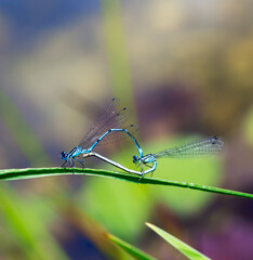 Hoverfly couple mating on a green leaf