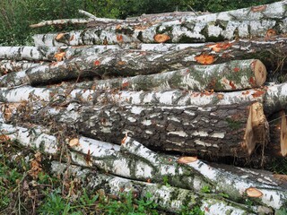Lagerplatz - gerodete Birken trocknen im Wald