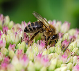 Bee on sedum flower blossoms