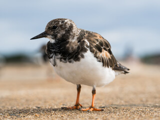 Steinwälzer Vogel Frankreich Wildlife Fotografie 