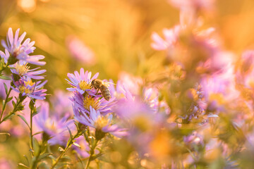 Honey Bee Pollinating a Beautiful Autumn Aster Flower Macro Shallow Depth of Field Floral Background 