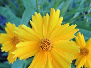 yellow daily like flower