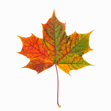 Beautiful multi-colored maple leaf isolated on white background