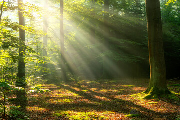 Beautiful sunny morning in the forest