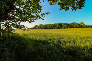 Open fields with blue skies