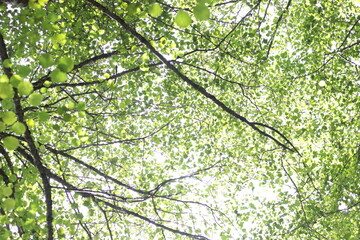 Beautiful green forest summer day