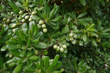 Caper tree