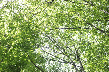 Fototapeta na wymiar Beautiful green forest summer day