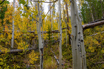 aspen fence