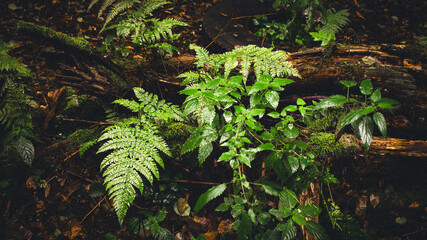 fern in the forest