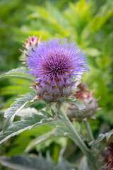 Thistle