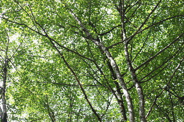 Beautiful green forest summer day